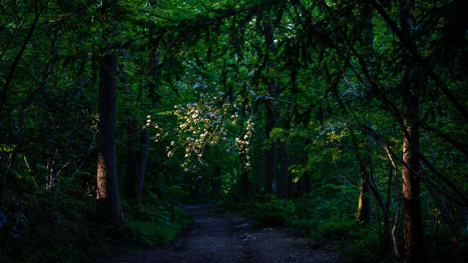 A path through a dark forest