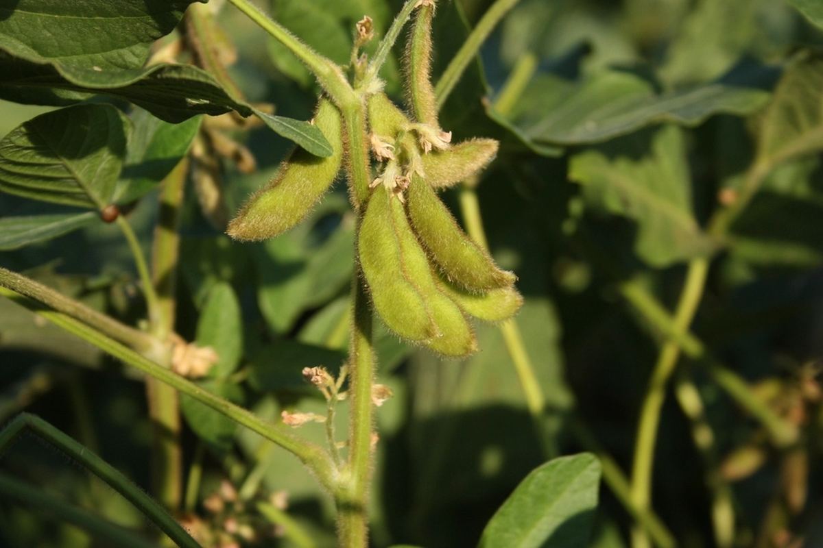 Soybeans, the source of nattokinase.